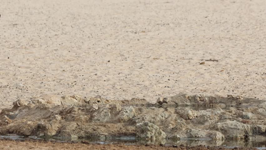 Wide shot of two gemsbok oryx antelopes walking towards a waterhole and having a drink, Kgalagadi Transfrontier Park.