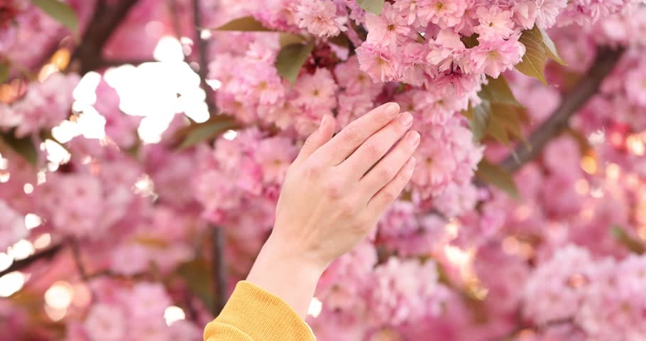 Woman touching pink flowers on blossoming tree outdoors, closeup