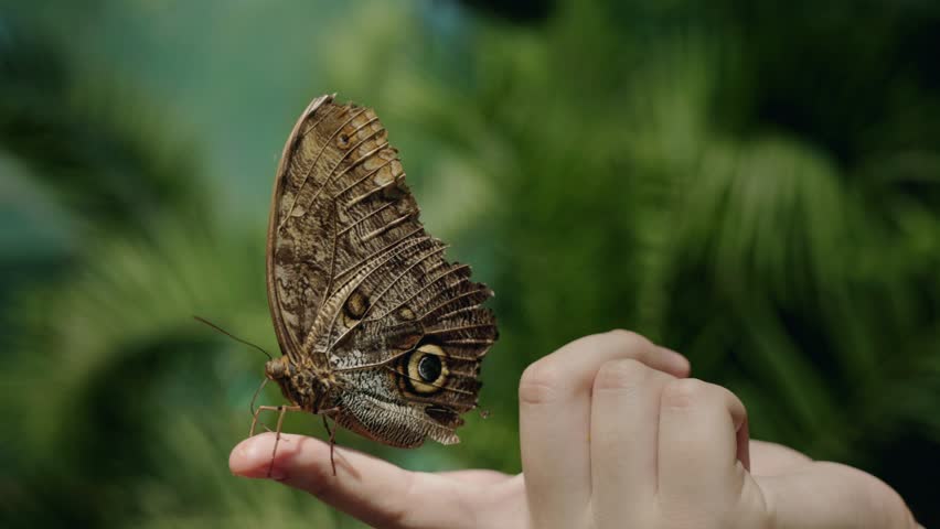 Exotic owl butterfly resting on childs finger, tropical setting.