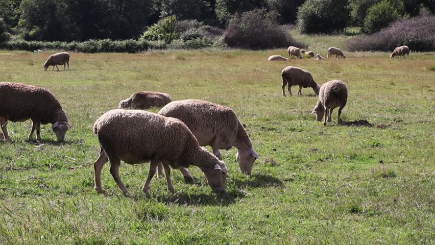 Several sheep grazing on green field in countryside landscape. Rural farm animals feeding on pasture grass during warm sunny day in natural outdoor environment. Large farm with pasture