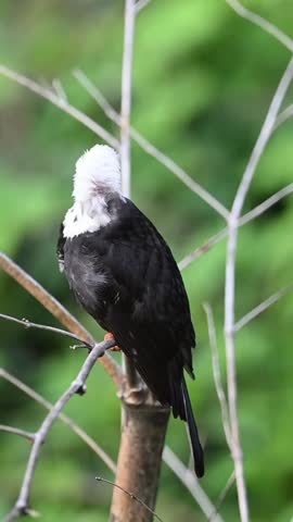 A beautiful white-headed black bulbul with a bright orange beak and legs perches on a bamboo branch against a blurred green forest background.