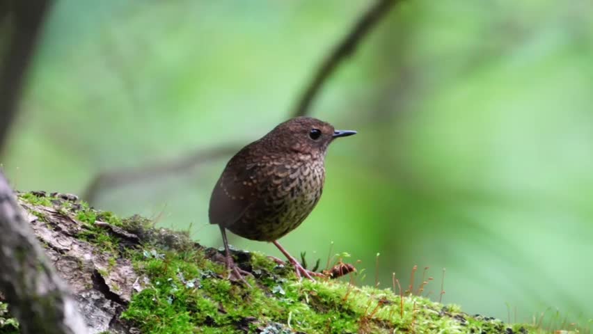 A close-up shot of a small, brown-feathered bird with a speckled chest, standing on a moss-covered tree branch in a lush, green forest environment.