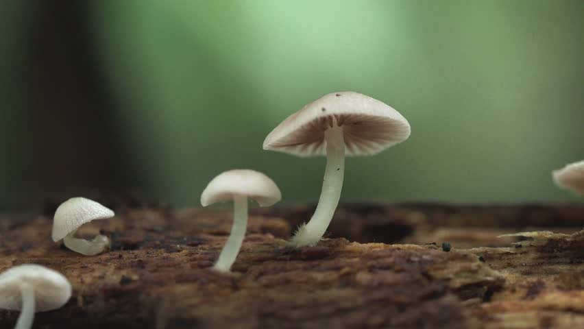 Tiny Tropical Fungi on Decaying Jungle Log  
