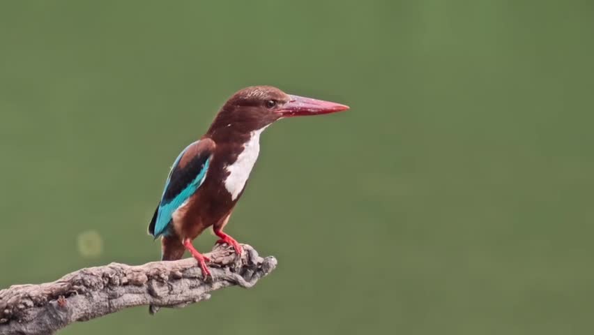 A vibrant White-throated Kingfisher, also known as the Smyrna kingfisher, perched on a weathered tree branch with a soft, out-of-focus green water background.