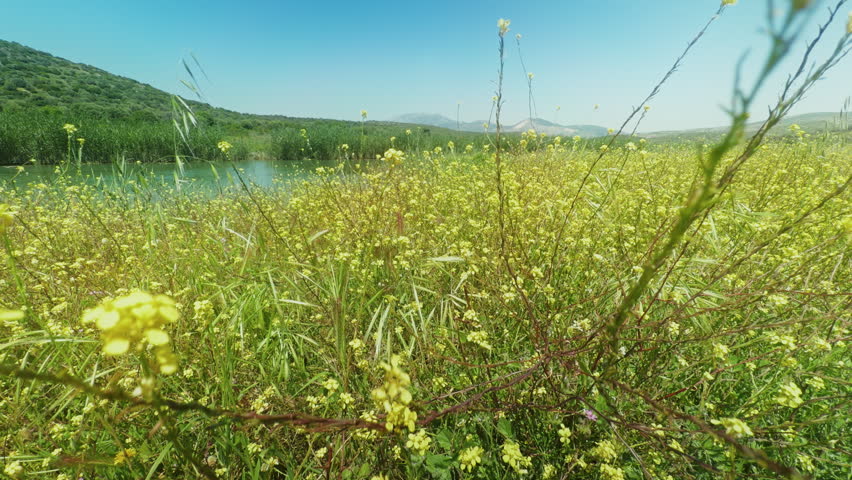 High resolution cinematic shot of yellow wildflowers blooming near a calm river and green hills featuring natural textures and scenic landscapes for professional commercial projects in high quality detail