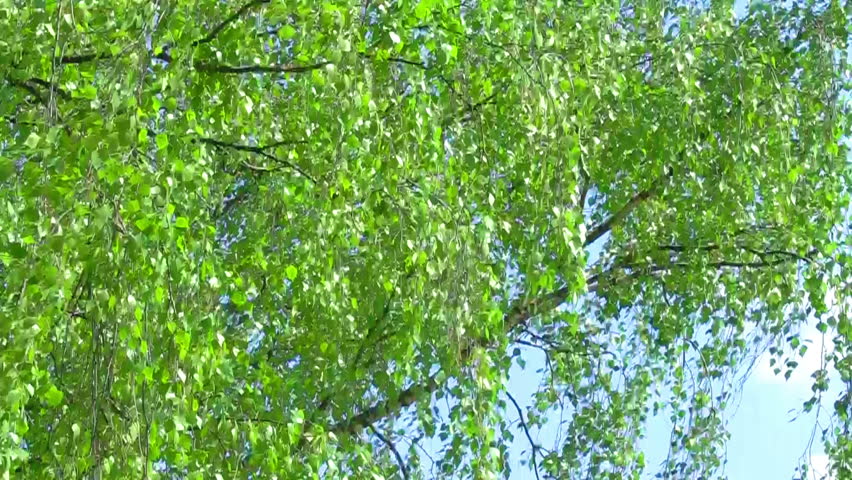 Branch of Birch Tree with Stock Footage Video (100% Royalty-free