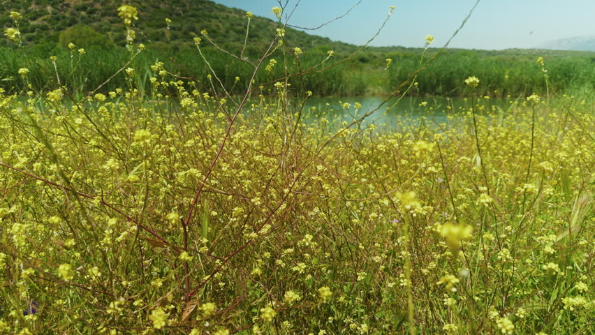 High resolution cinematic shot of yellow wildflowers blooming near a calm river and green hills featuring natural textures and scenic landscapes for professional commercial projects in high quality detail