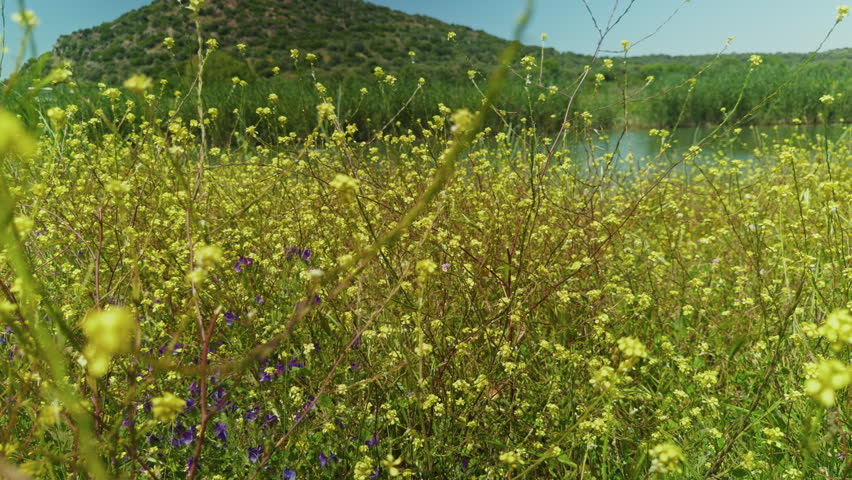 High resolution cinematic shot of yellow wildflowers blooming near a calm river and green hills featuring natural textures and scenic landscapes for professional commercial projects in high quality detail