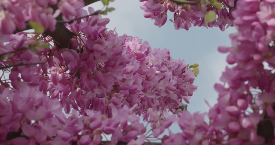 Vibrant Pink Judas Tree Blossoms Against Blue Sky
