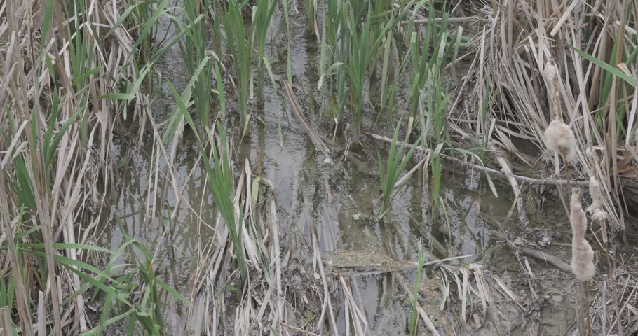 Swampy Marshland with Green Reeds and Cattails