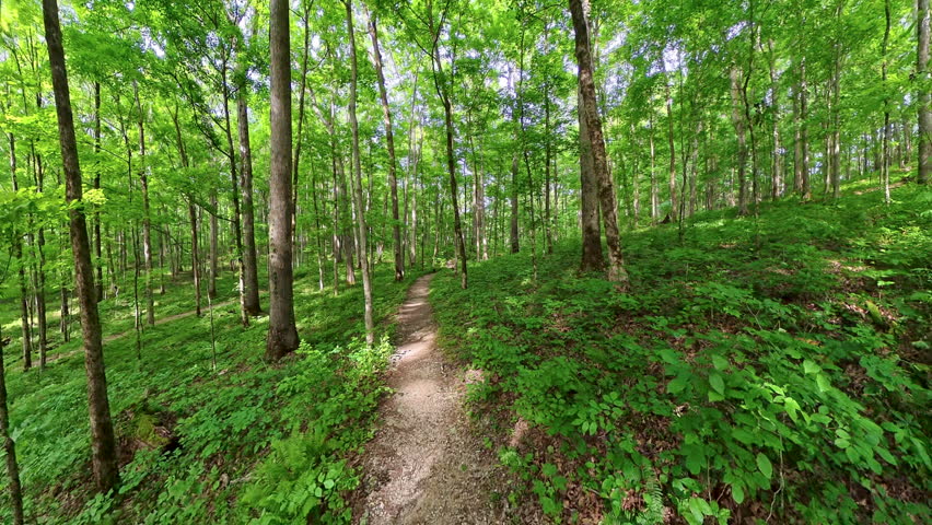 Hiking on Empty Trail and a Turkey Crossing it in Mammoth Cave National Park