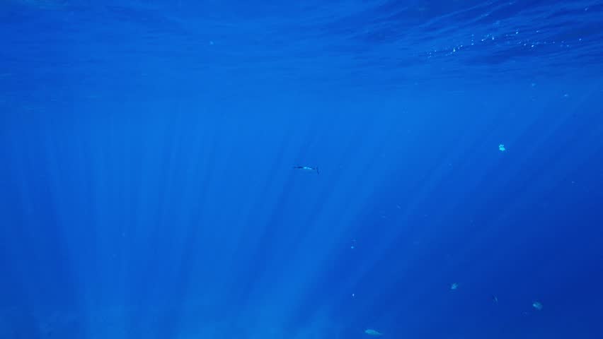 Needlefish swims, ocean currents, sunbeams, coral reef below.