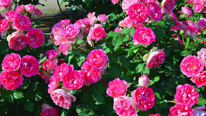 A rose garden in full bloom