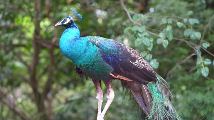 adult blue peacock standing elegantly in nature, peacock in the park, wildlife bird footage
