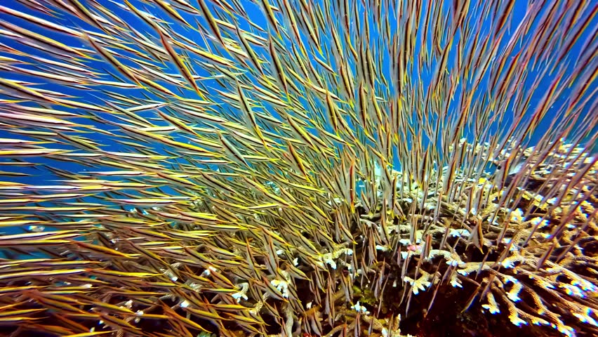 A large school of razor fish moves in synchronized patterns over vibrant coral reefs. Ideal for marine life documentaries or educational content.