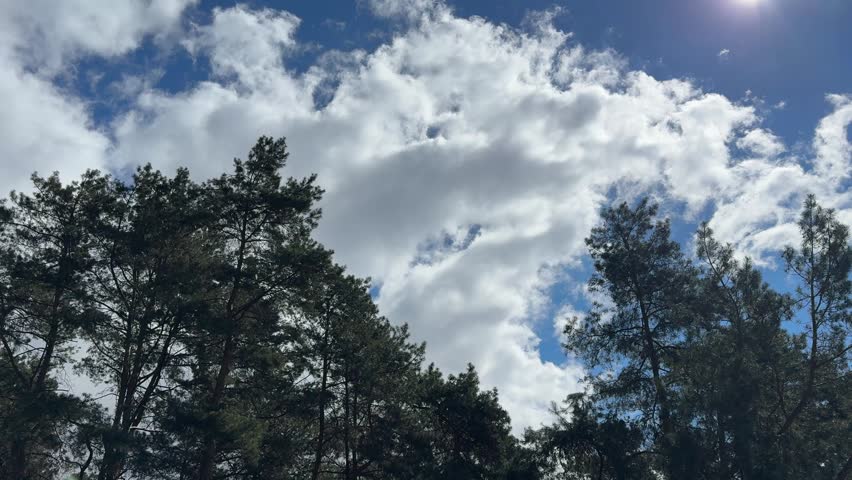 Pine trees forest and beautiful clouds in the sky.