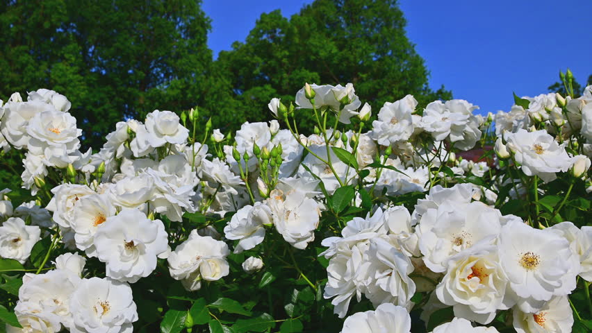 A rose garden in full bloom