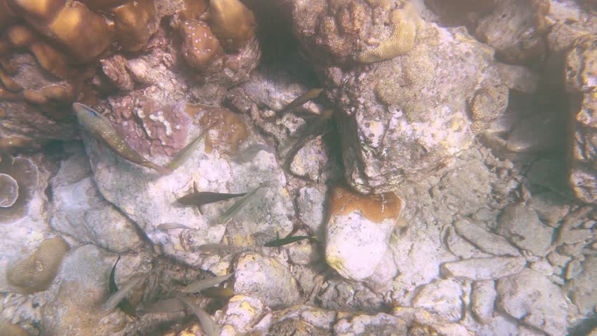 Underwater wide shot of Sergeant Major fish swimming over a tropical coral reef in Palau
