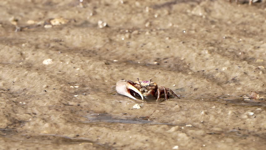Male fiddler crab in the sand