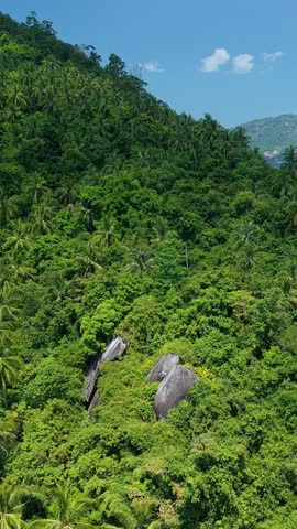 Aerial view of dense green rainforest, mountainside, tropical landscape.