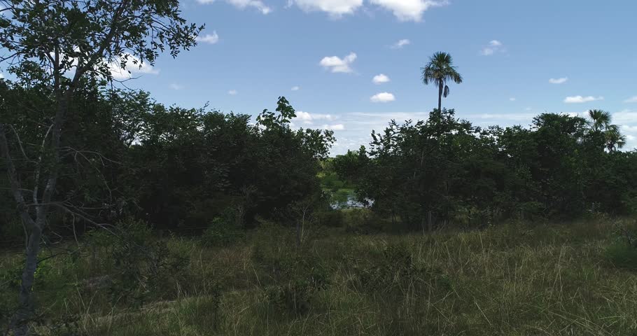 Buriti palm wetland and seasonal freshwater lagoon surrounded by cerrado vegetation near Arinos, Minas Gerais, Brazil within the Urucuia Plateau and São Francisco basin. Drone ascent reveal shot.