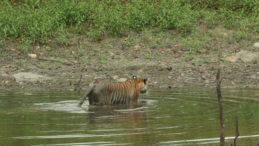 A tiger walking out the waterhole with a muddy body and disappearing into the tall grass, Bandhavgarh National Park.