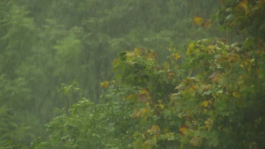 trees in heavy rain on an autumn day