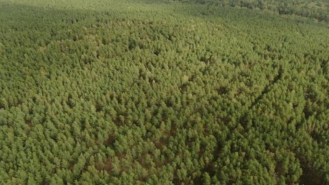 Aerial Drone Flight Over Lush Green Forest Canopy
