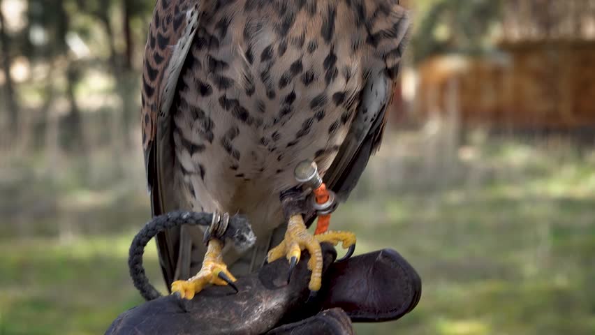 Little spanish falcon close up. High quality 4k footage