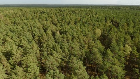 Aerial Drone Flight Over Green Pine Forest Canopy