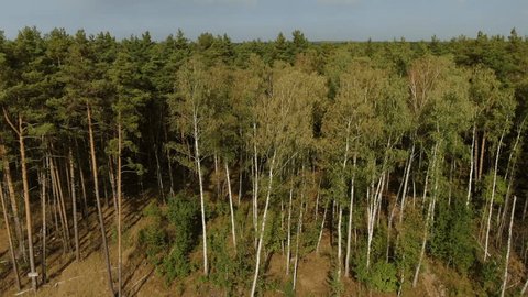 Drone Flying Sideways Along Pine Forest Edge