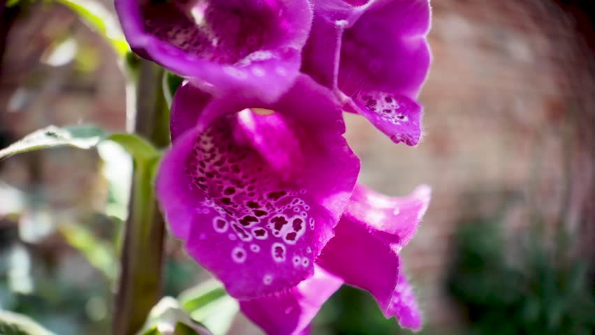 A macro shot captures the vibrant purple and pink hues of foxglove flowers, Digitalis purpurea.