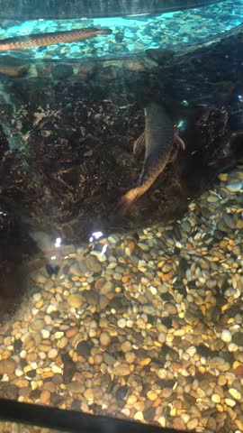 Silver Arowana fish swimming in a large freshwater tank at Aquaria KLCC, Kuala Lumpur, Malaysia