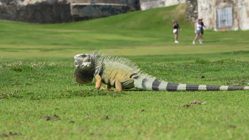 Green Iguana, Large Wild Lizard on Lawn at Urban Park in San Juan, Puerto Rico