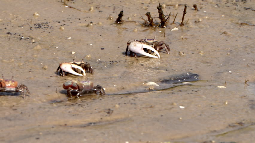 Fiddler crabs walking in the sand along a river