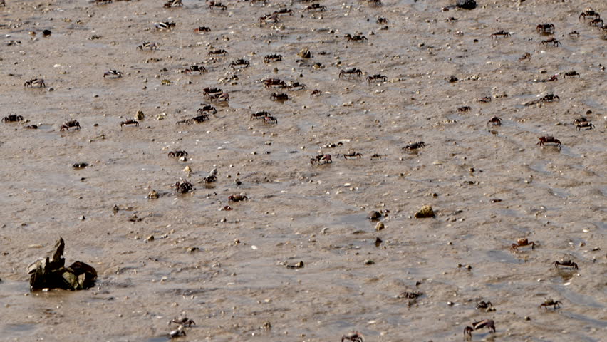 Hundreds of fiddler crabs crawling in the sand