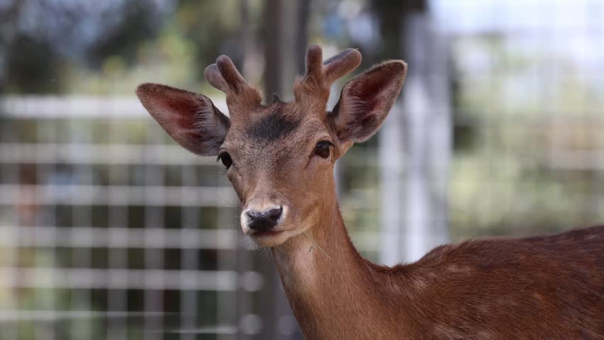 Young deer portrait. High quality photo