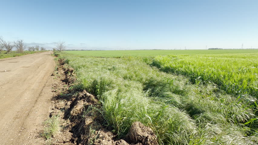 A wide dirt path runs alongside vibrant green crops and tall grass in the countryside. The peaceful scene feels calm, open, and free under a bright sky. It evokes a quiet sense of adventure.