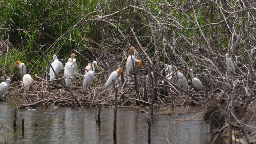Flock of birds in natural wetland and marsh landscape near Kuala Lumpur International Airport, Malaysia. Little Egret, Cattle Egret, Indian Openbill Stork