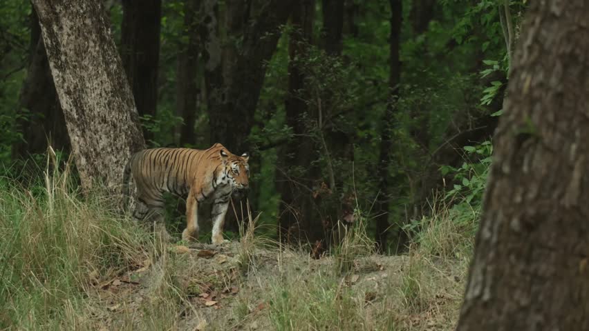A tiger walking through the jungle past big trees, Bandhavgarh National Park.