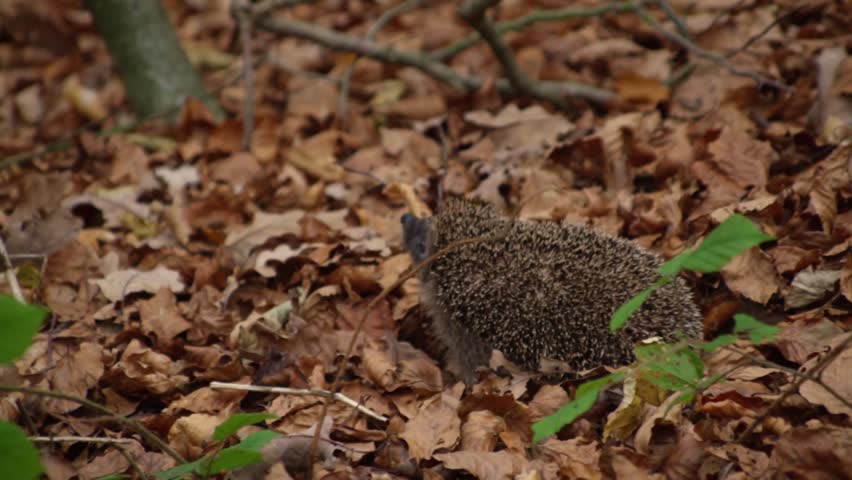 hedgehog walking through dry fallen autumn leaves