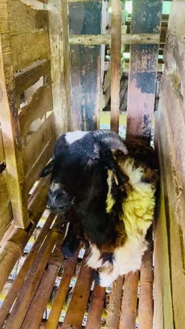 Close-up of a strong male goat with large dark black horns looking at the camera inside a traditional wooden pen.