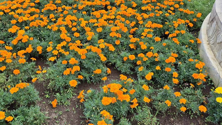 Beautiful Blooming Orange Marigold Flowers in a Tourist Park Garden