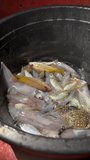 Dawn sorting small yellow fish, iridescent scales resting in black basin, calm morning market prep, neat arrangement, vendor ready - Powered by Shutterstock - Get 15% off with code: PIKWIZARD15