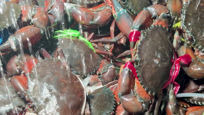 Close-up shot of live mud crabs with claws tied, being sprayed with water in Krabi