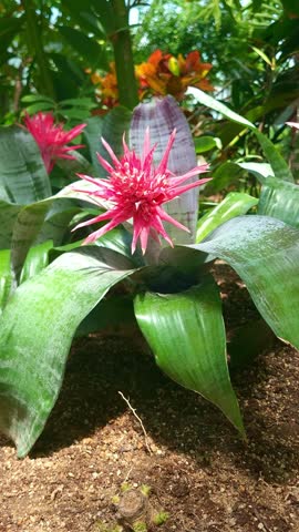 a vibrant 4k vertical slow motion shot of an aechmea fasciata bromeliad in full bloom with striking red flowers in a botanical garden setting. the vivid tropical colors and unique flower form make ...