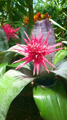 a vivid 4k vertical slow motion capture of an aechmea fasciata bromeliad in full bloom showing off its distinctive red flower spike. the tropical flower