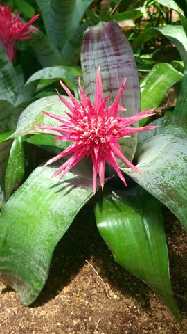 an intimate 4k vertical slow motion macro shot of an aechmea fasciata bromeliad in a botanical garden. the tight framing reveals intricate detail of the tropical flower