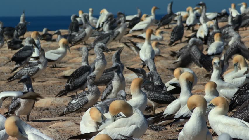 A Large Colony Of Australasian Gannets At The Cape Kidnappers Gannet Reserve In New Zealand. Close-up Shot