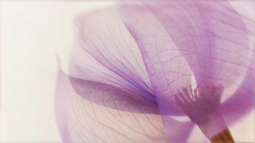 Dreamy 4K macro animation of purple flower blooming and gently swaying on white background